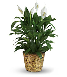 Simply Elegant Spathiphyllum - Large from Victor Mathis Florist in Louisville, KY